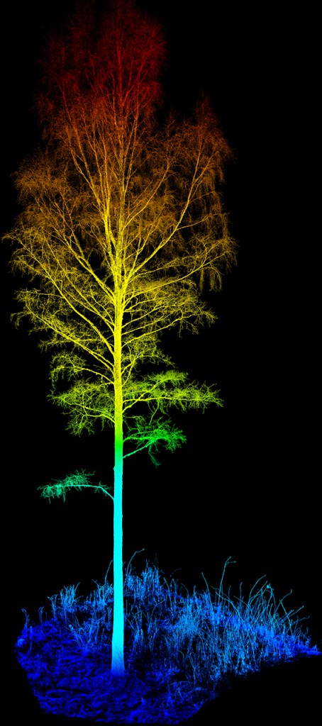 A birch consisting of 12 million 3D-points. This tree was cut from a larger area scanned with a terresterial laser scanner (TLS).